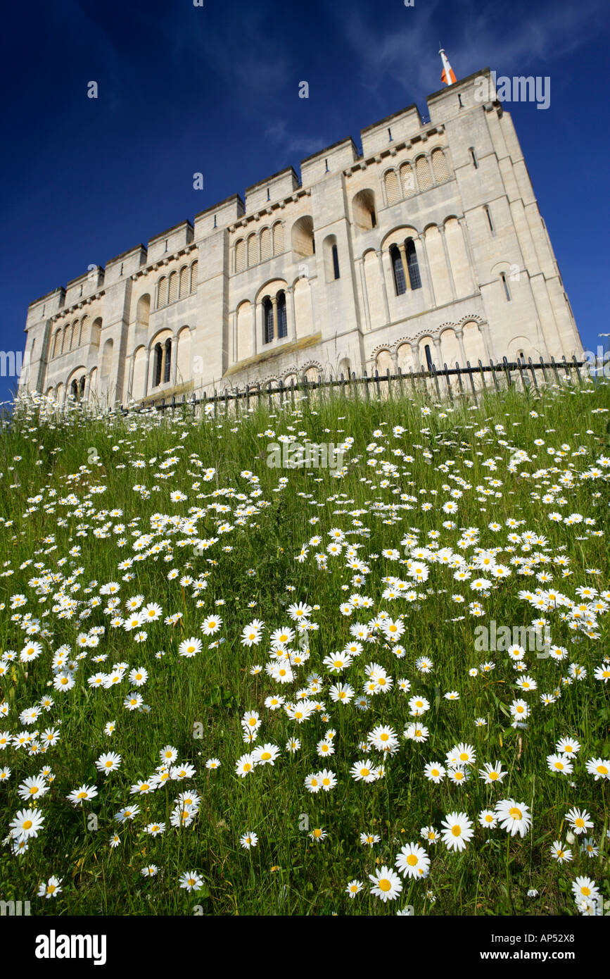 Il castello di Norwich Norfolk REGNO UNITO CON Margherite Oxeye in giugno Foto Stock