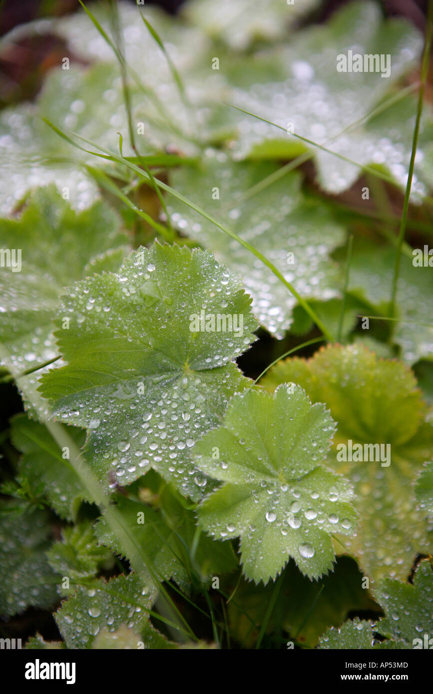 Alchemilla foglie con perline argenteo di pioggia Foto Stock