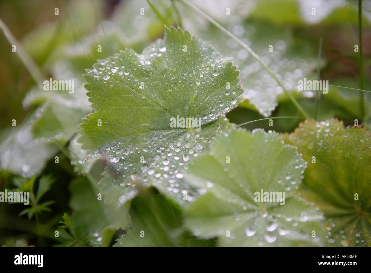 Foglie di Alchemilla Close Up con perline argenteo di pioggia Foto Stock