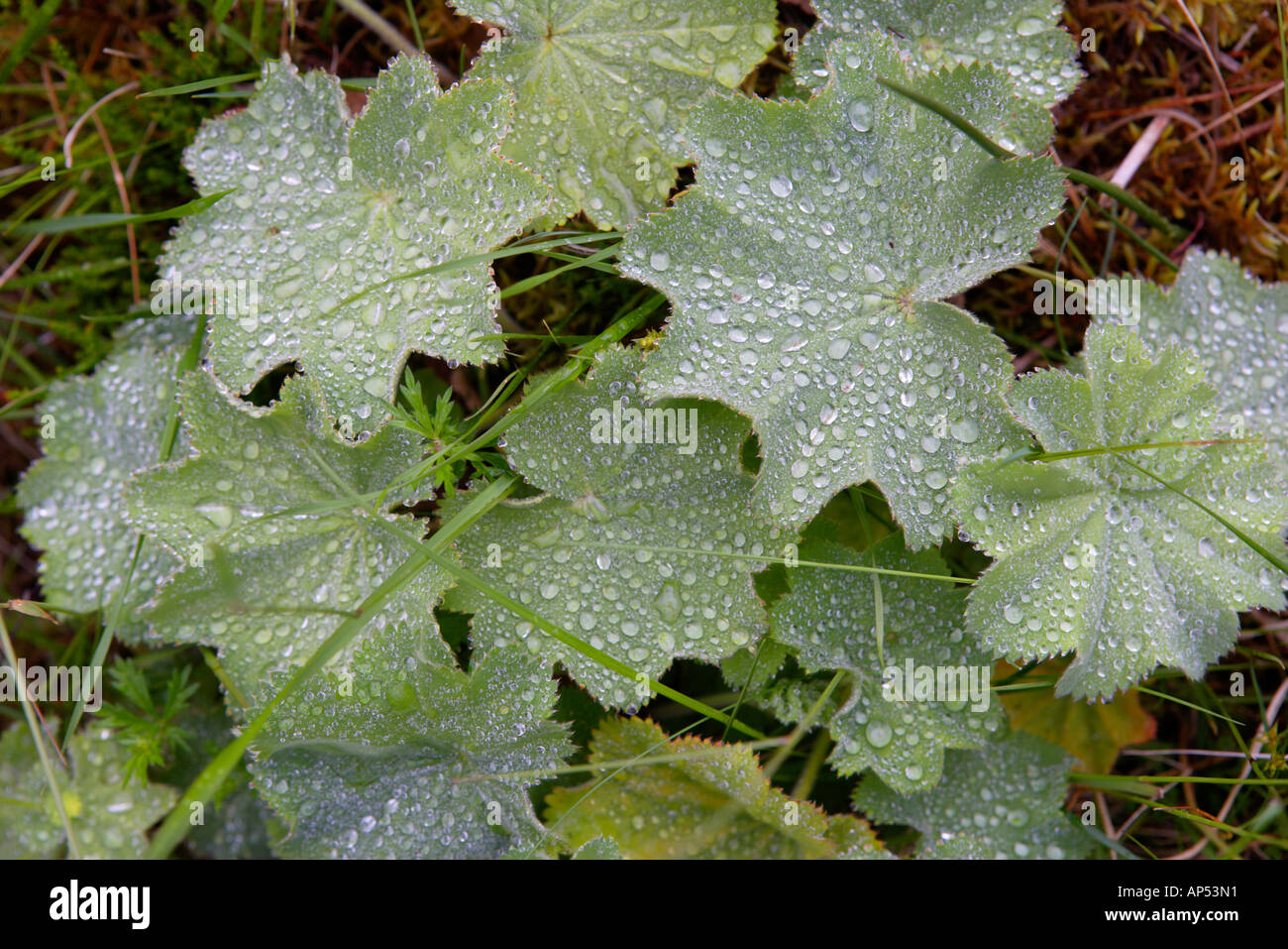 Alchemilla foglie con perline argenteo di pioggia Foto Stock