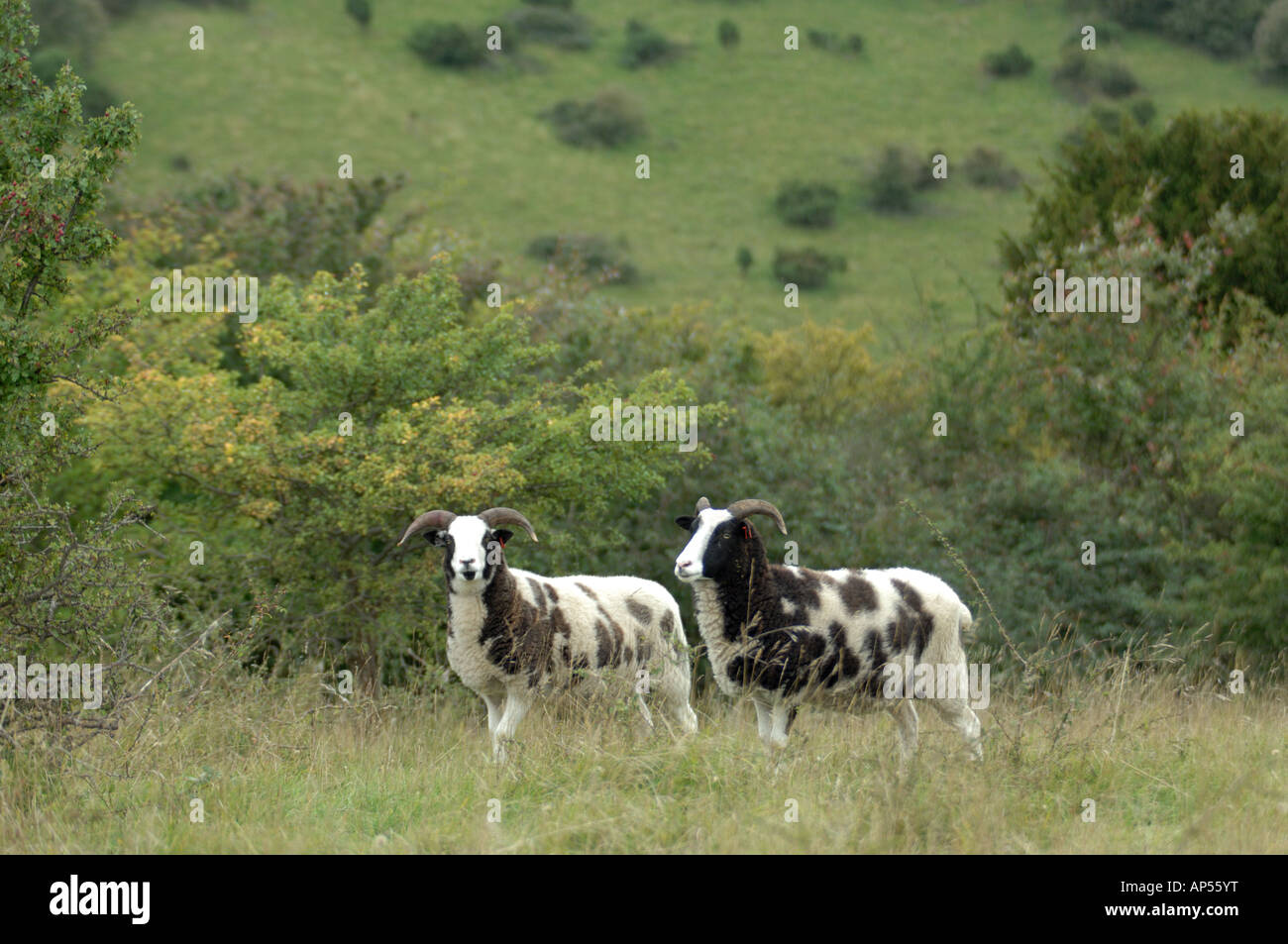 Jacobs pascolo di ovini al Aston Rowant Riserva Naturale Nazionale Buckingham Oxford Inghilterra di confine Foto Stock