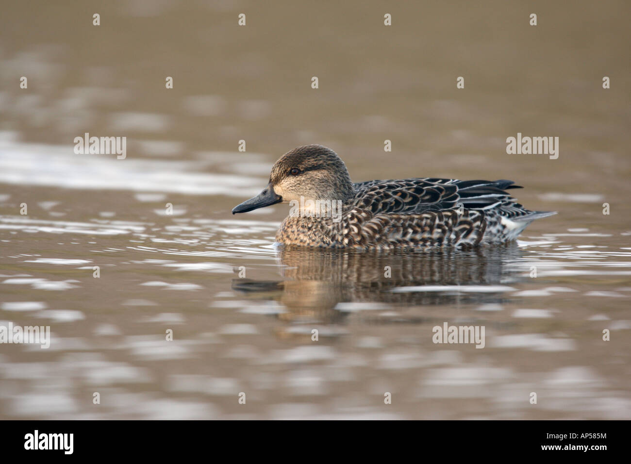 Alzavola Anas crecca femmina inverno Norfolk Foto Stock