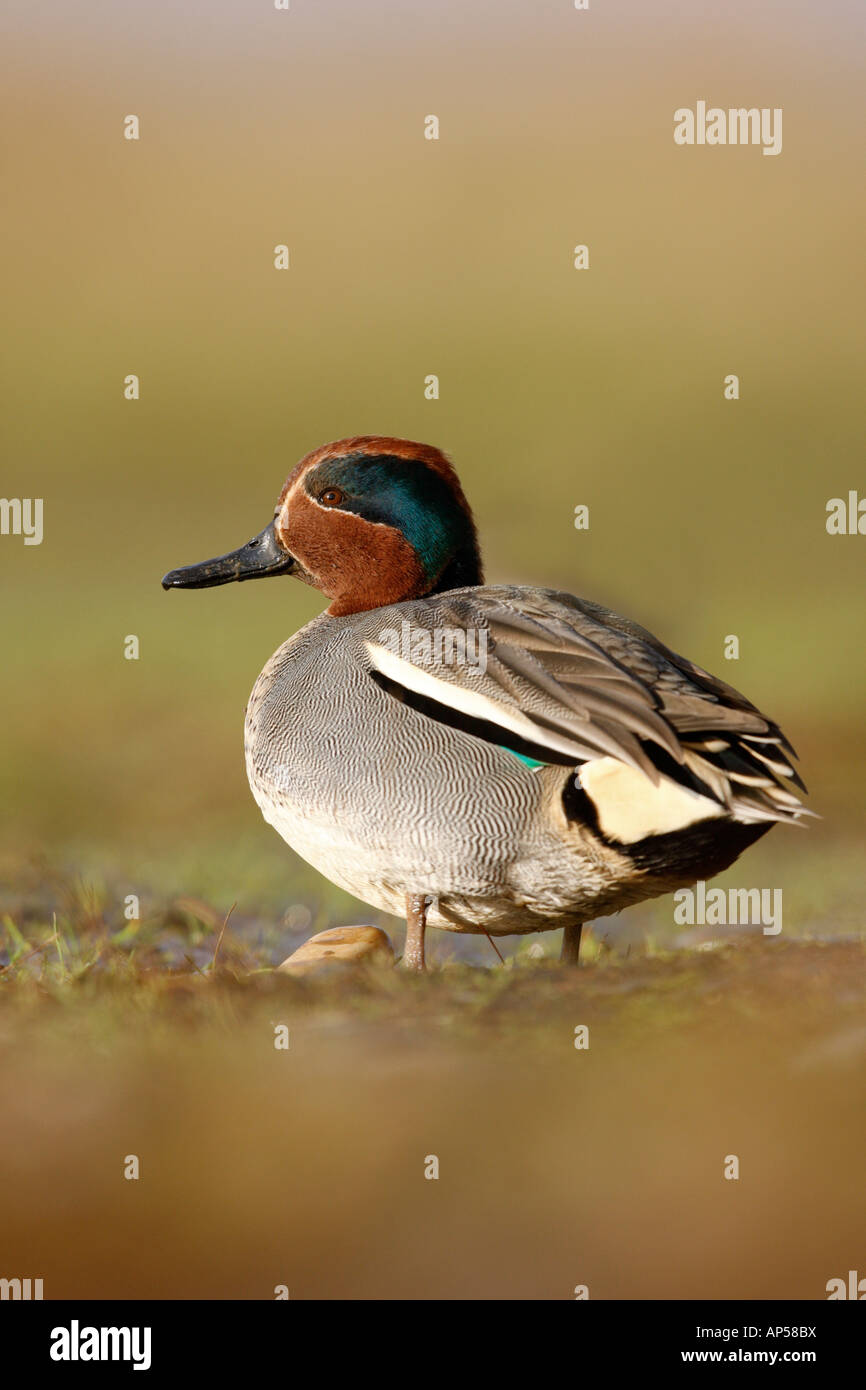 Alzavola Anas crecca maschio inverno Norfolk Foto Stock