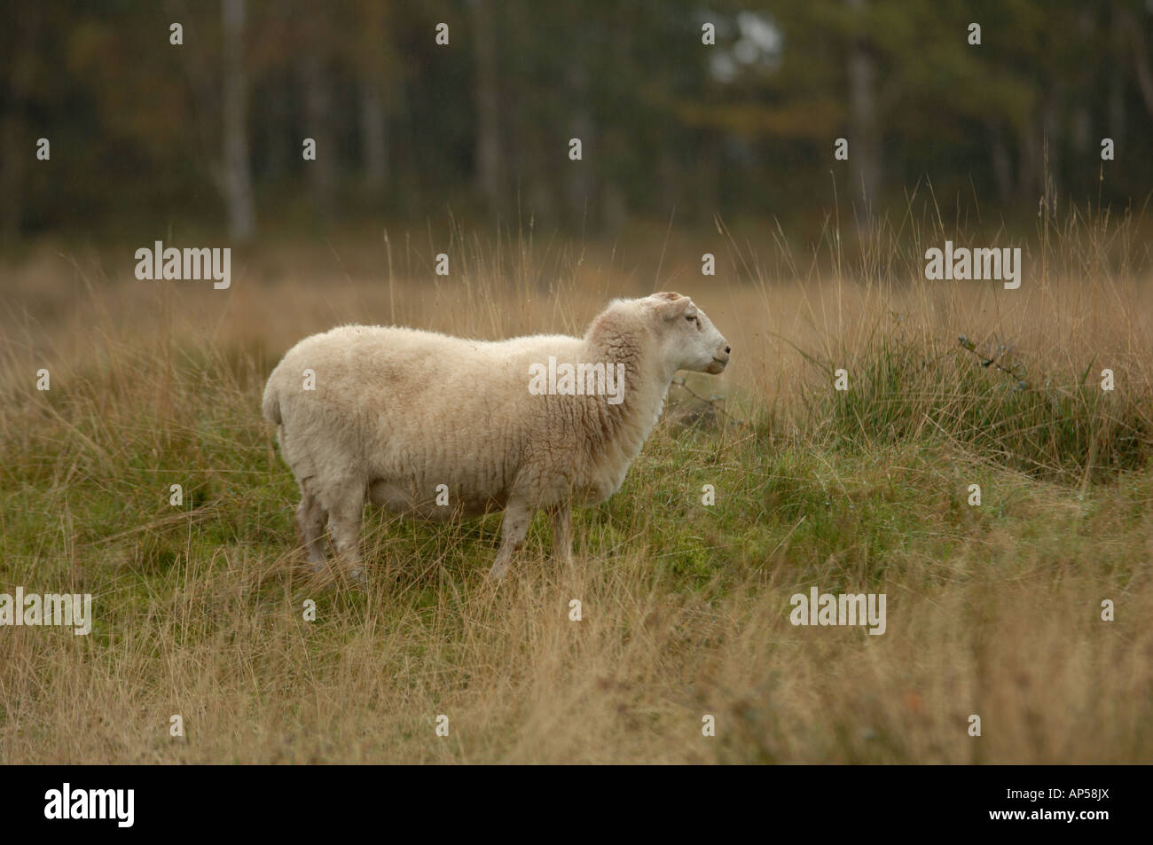 Welsh mountain pecore al pascolo su Cavenham Heath Riserva Naturale Nazionale suffolk in Inghilterra Foto Stock