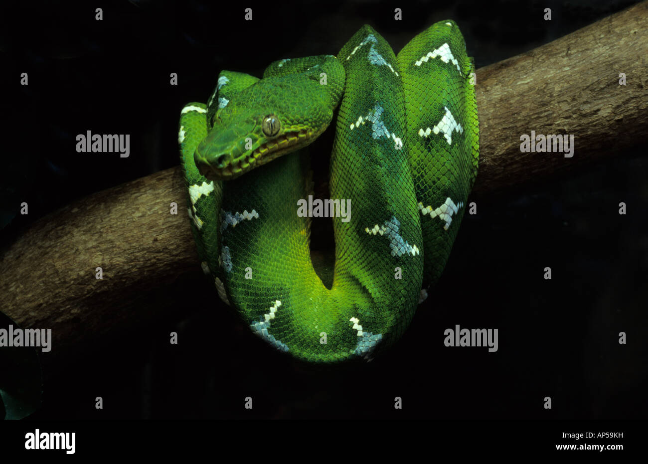 Emerald Tree Boa (Corallus caninus) Foto Stock
