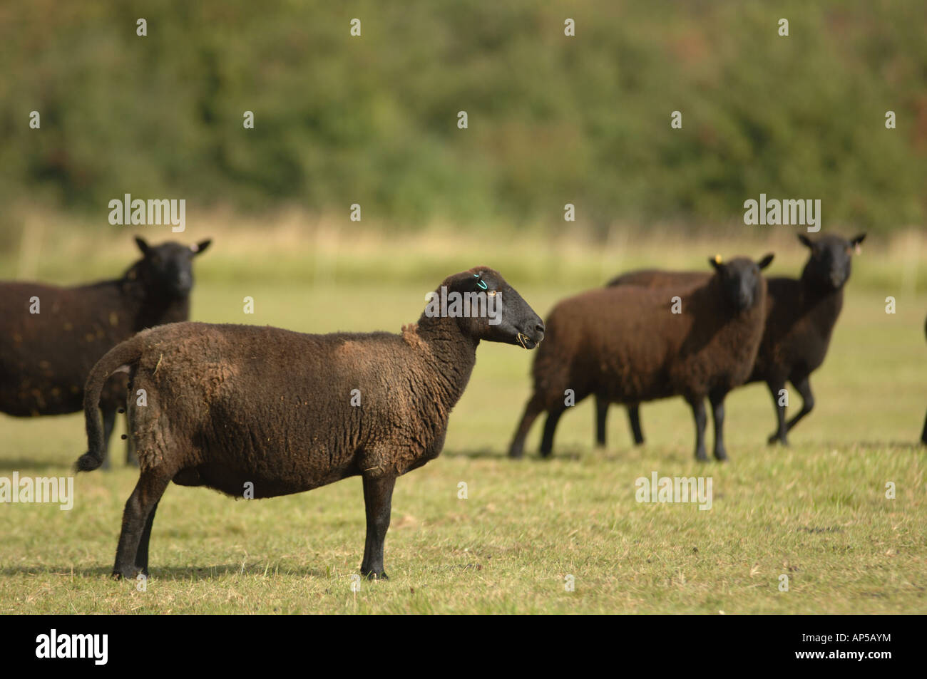 Welsh pecora nera a Martin giù Riserva Naturale Nazionale Hampshire Inghilterra Foto Stock