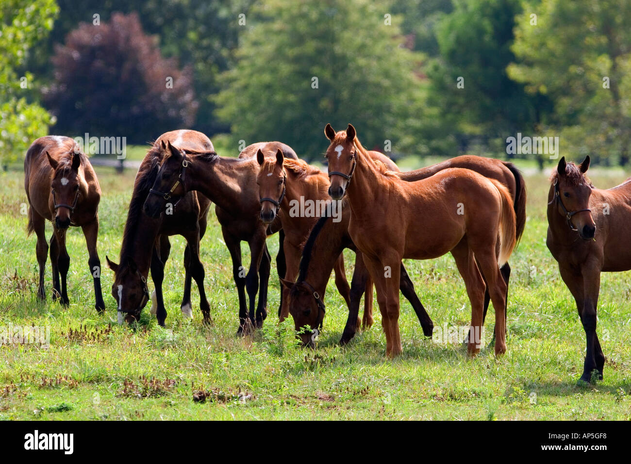 I cavalli purosangue pascolano nella blue grass paese di Lexington Kentucky Foto Stock