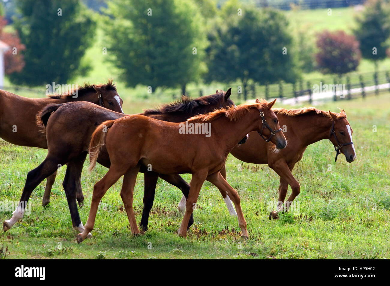 I cavalli purosangue pascolano nella blue grass paese di Lexington Kentucky Foto Stock