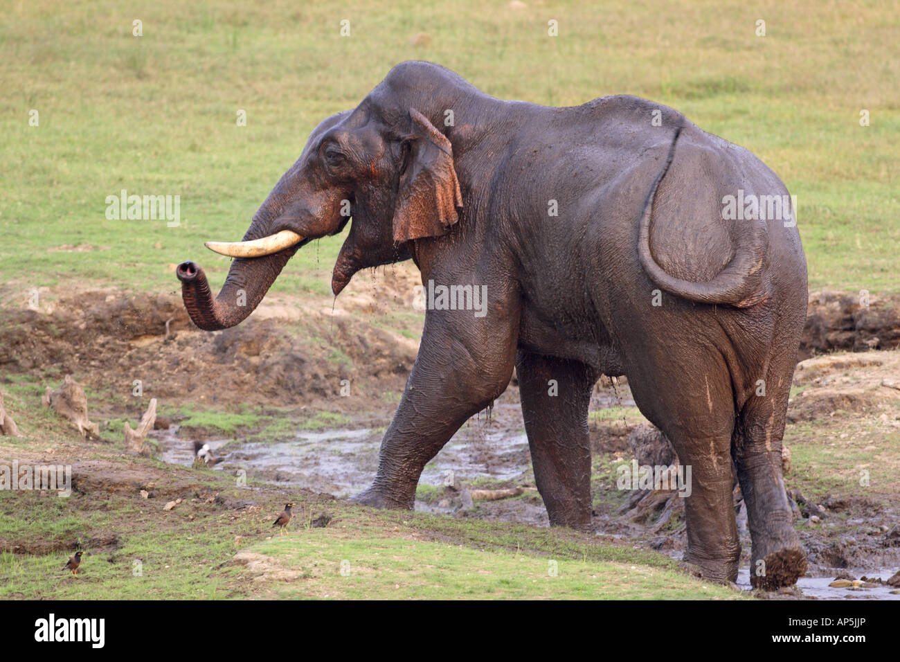 Indian Elefante asiatico al waterhole parco di cittadino di Corbett Uttaranchal India Foto Stock