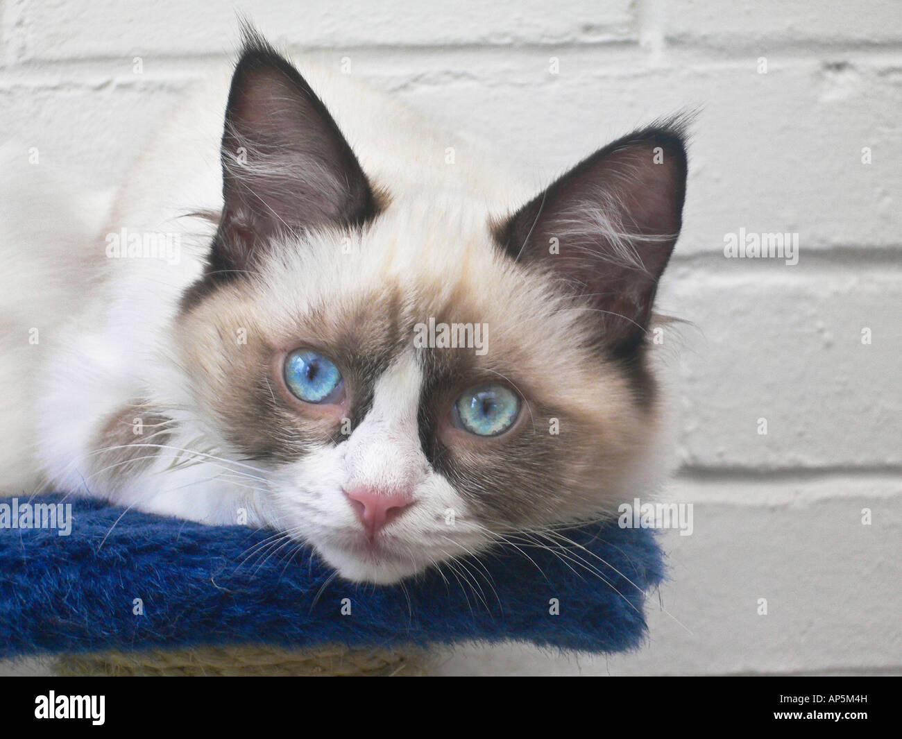 Viso e grandi occhi blu di un "quattro mesi" femmina gatto Ragdoll kitten appoggiata Foto Stock