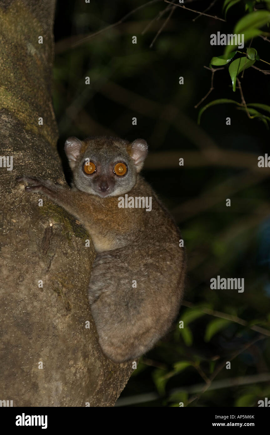 Ankarana lemure sportive, Lepilemur ankaranensis, Ankarana riserva speciale, Madagascar Foto Stock