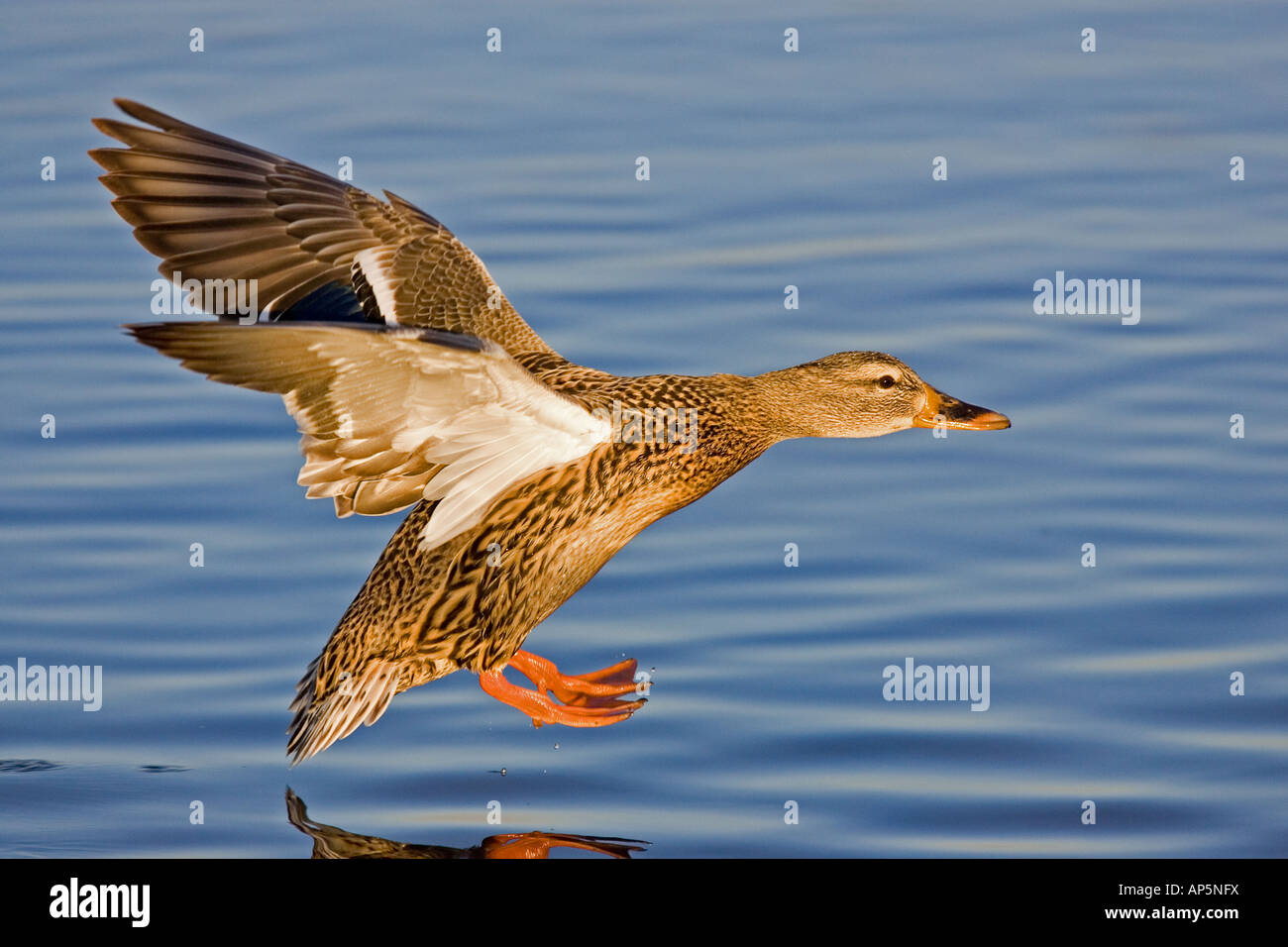 Mallard sbarco in chiaro blu acqua Foto Stock