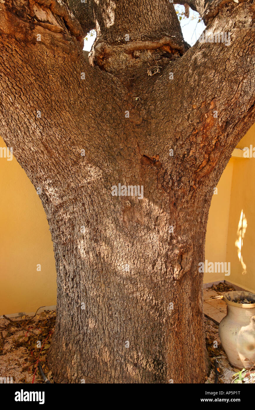 Il Monte Tabor Oak tree al Sheikh Ibrahim tomba in Banias sulle alture del Golan Foto Stock