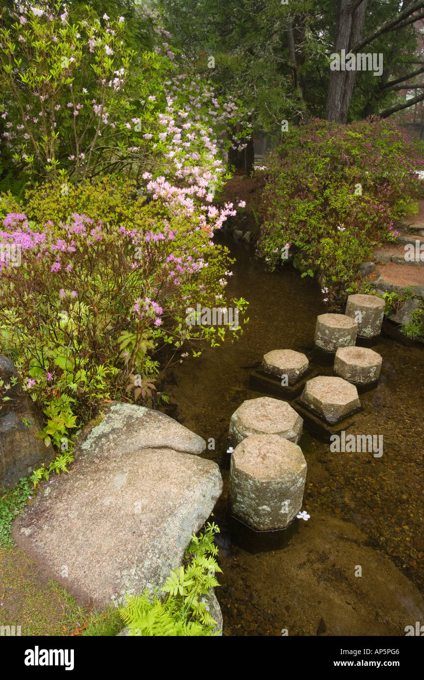 Asticou Azalea Giardini nella zona nord-est di Porto, Maine. Vicino al Parco Nazionale di Acadia su Mt. Isola deserta. Foto Stock