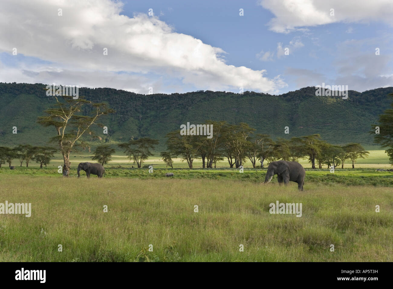 Pascolo di elefanti e rhino tra il golden alberi di acacia nel cratere di Ngorongoro della Tanzania Foto Stock