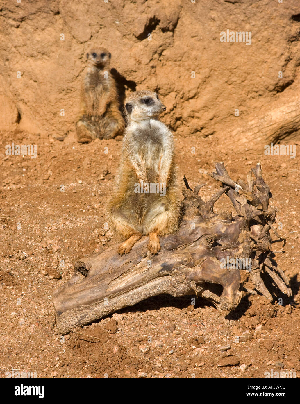 Un meerkat sentinella permanente su un log con un secondo membro della famiglia guardando dallo sfondo Foto Stock