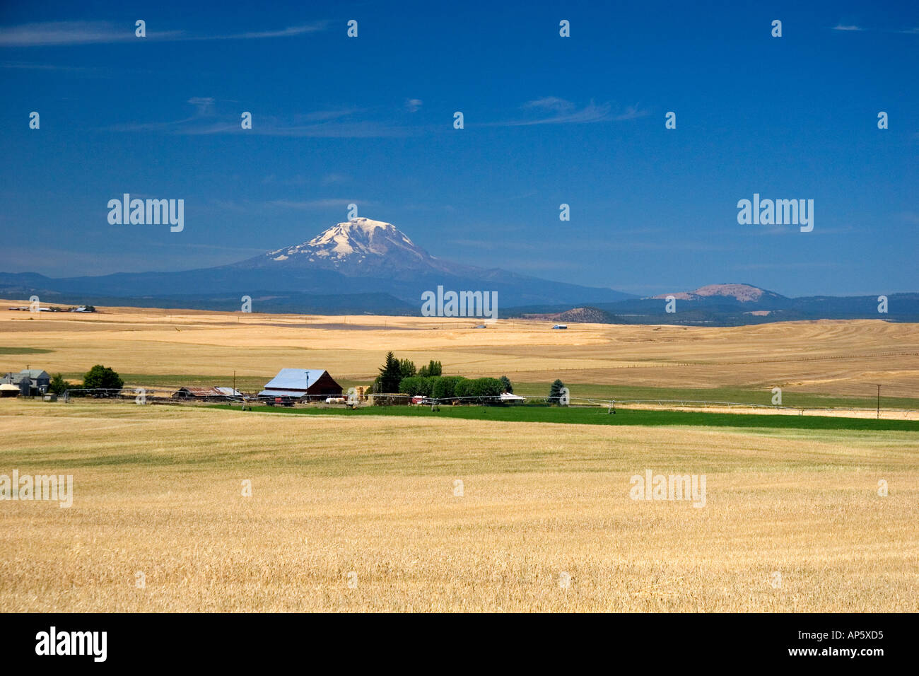 Mt Adams con la fattoria in primo piano vicino Goldendale Washington Foto Stock