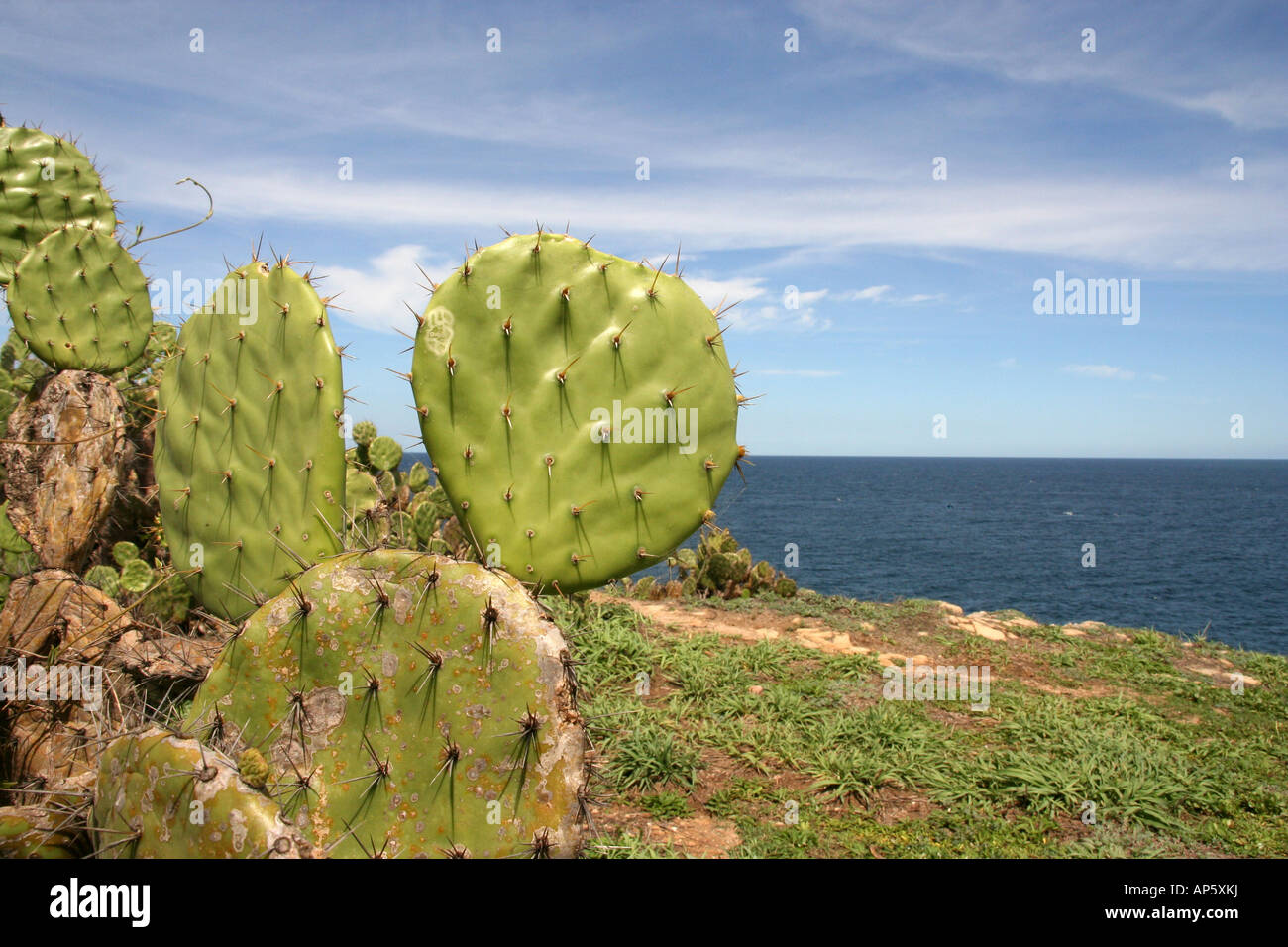 Cactus Nopal sulla costa Foto Stock