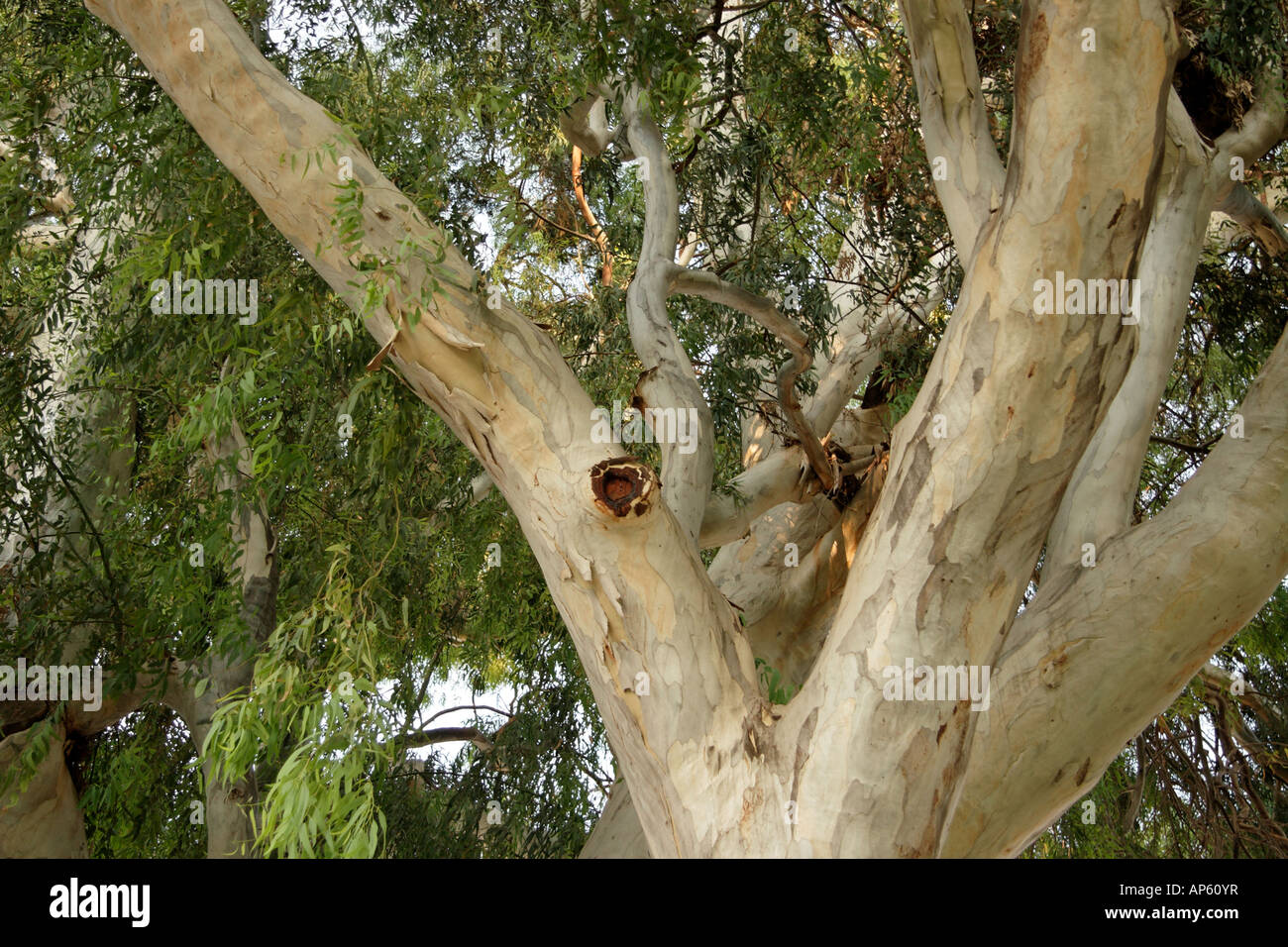 Israele eucalipto in Kfar Saba Foto Stock