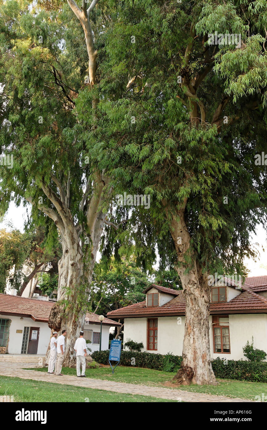 Israele eucalipto in Kfar Saba Foto Stock
