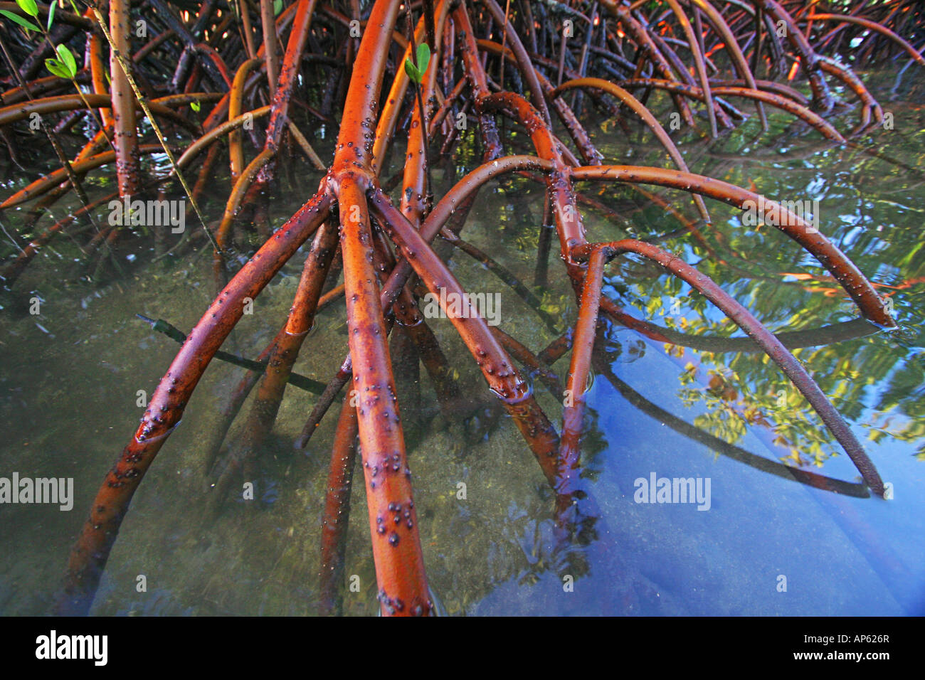 Alberi di mangrovia in un estuario di marea nelle isole Figi Foto Stock