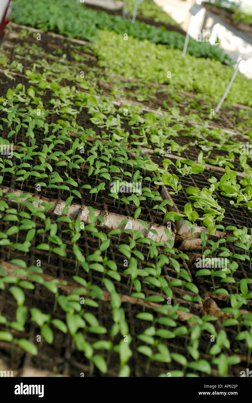 File ordinate di produzione biologica piantine in vassoi diversi all'interno di una serra Foto Stock