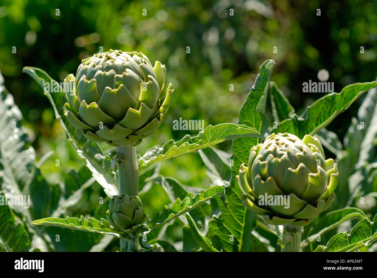 Pianta di carciofo al sole Foto Stock