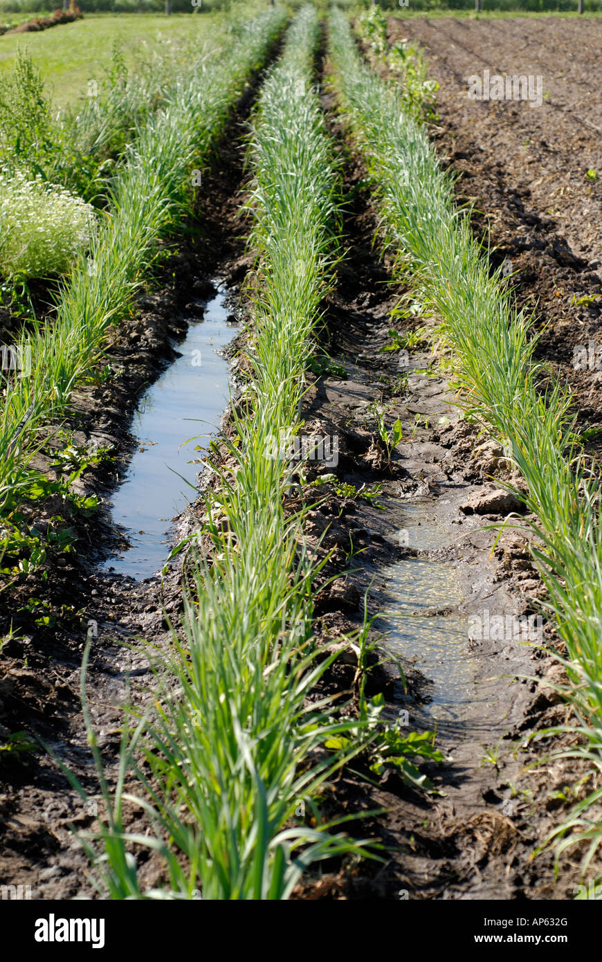 File ordinate di organico piantagione di cipolla al sole Foto Stock