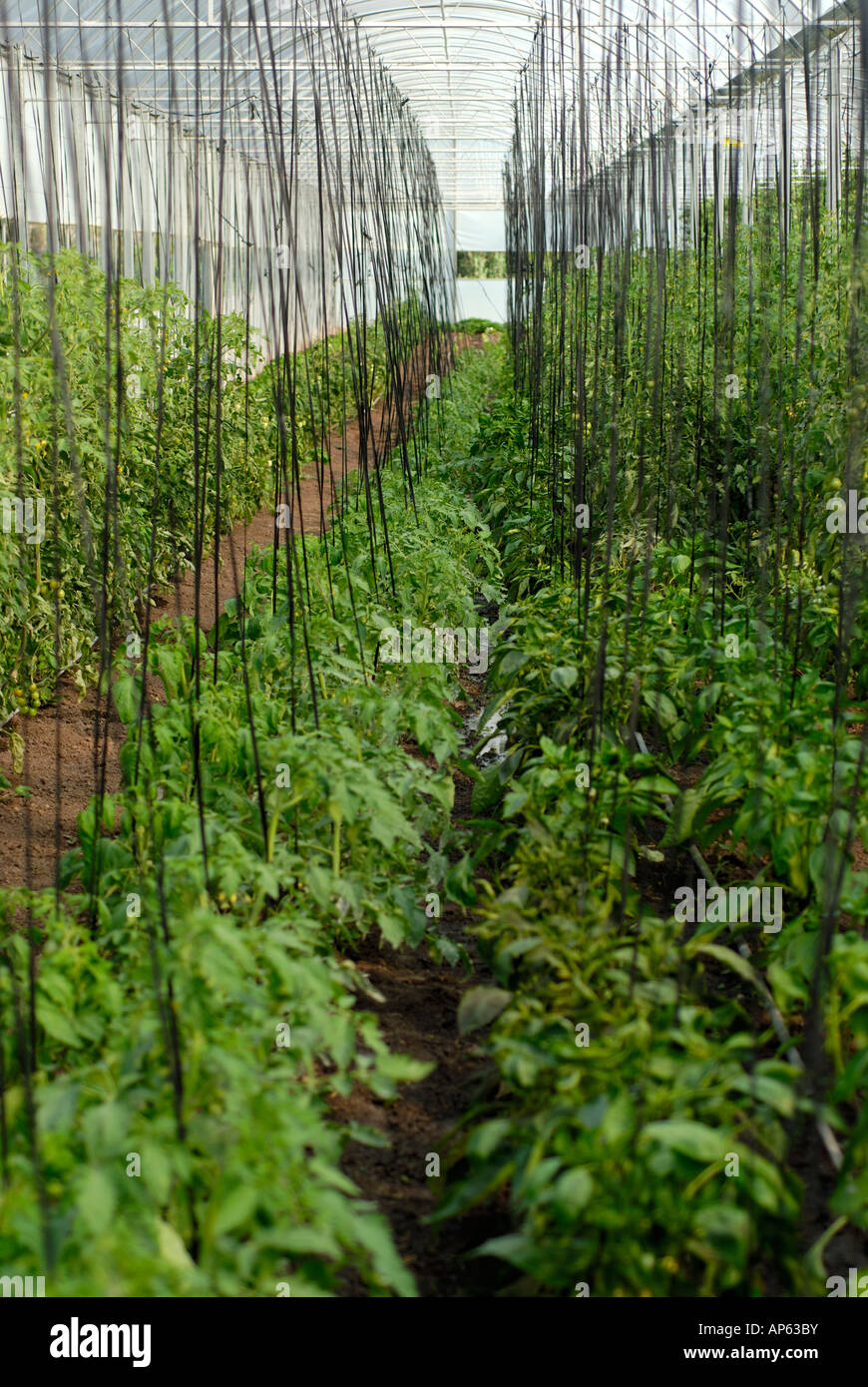 Organici di piante di pomodoro su un traliccio di sistema all'interno di una serra Foto Stock