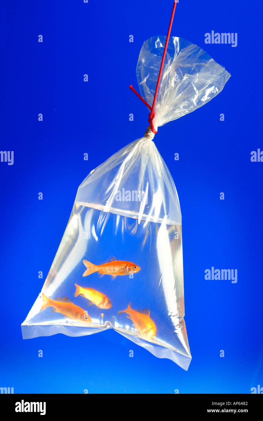 Goldfish nuotare in un sacchetto di plastica essendo dangled dalla stringa di colore rosso Foto Stock