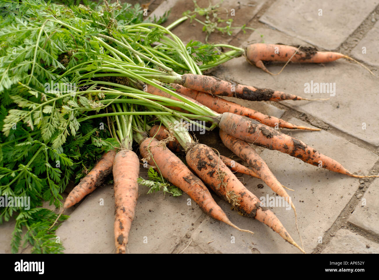 Appena raccolte le carote organico sul pavimento della serra Foto Stock