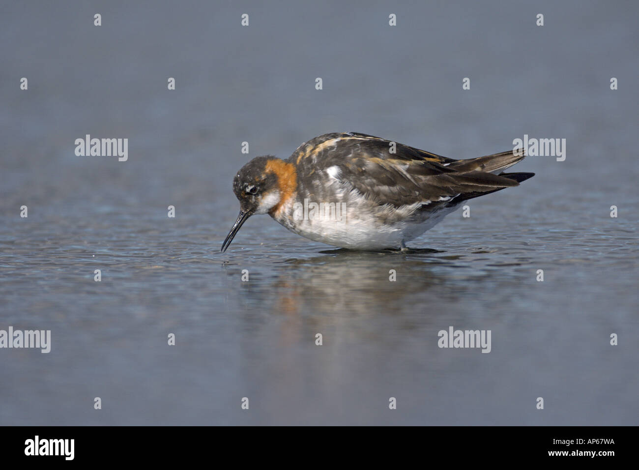 Collo rosso phalarope Phalaropus lobatus femmina adulta in allevamento post muta Rif Islanda Luglio Foto Stock