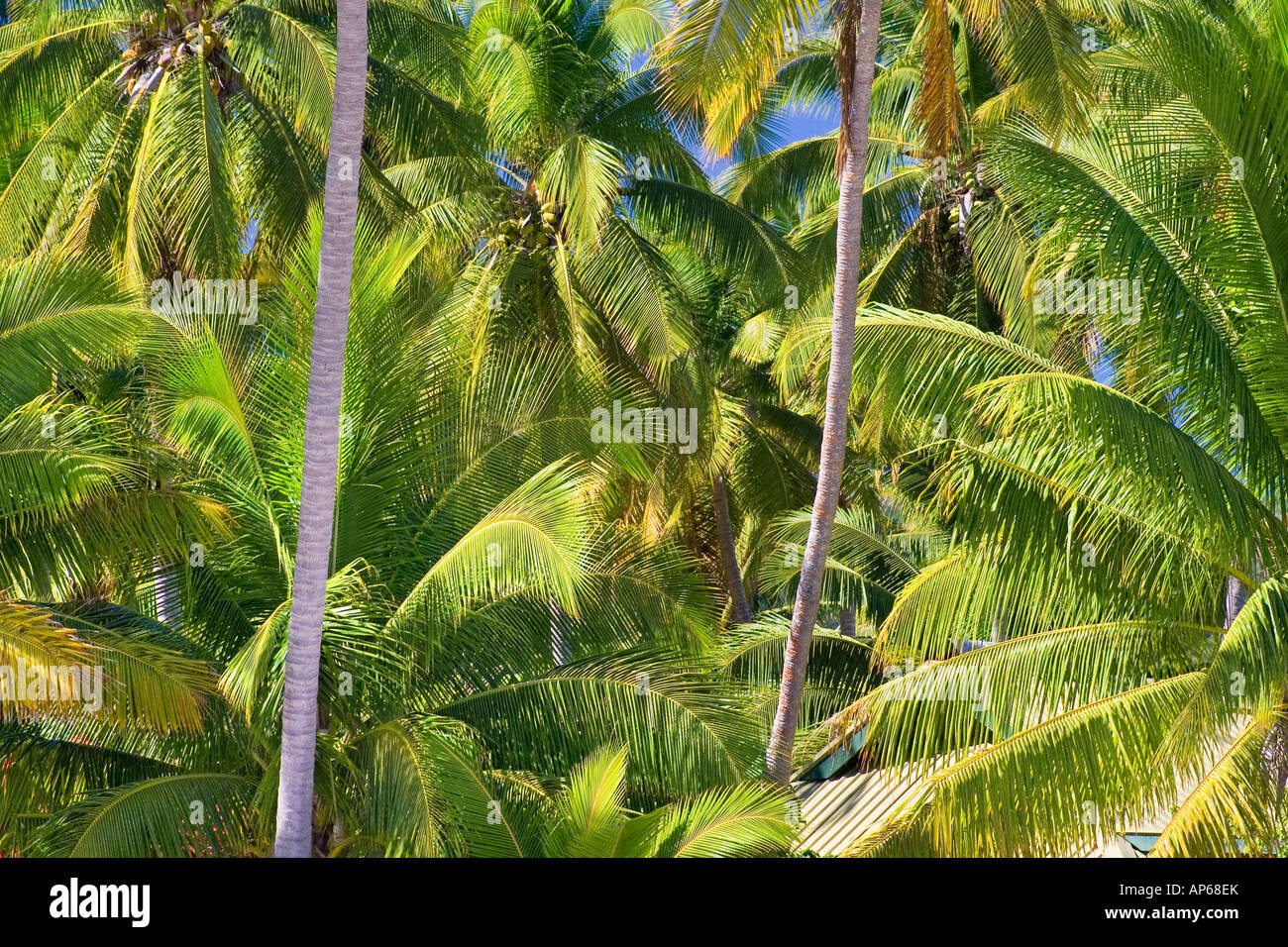Palme su un isola tropicale nelle isole Figi Foto Stock