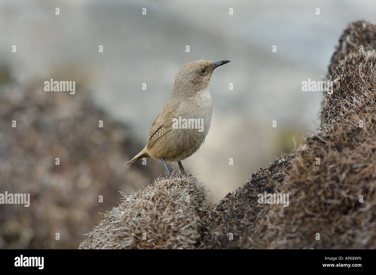 Cobb's House Wren (Troglodytes cobbi) adulto appollaiato a riva di Beaver Pond Sea Lion Island Isole Falkland Est Sud Atlantico Foto Stock