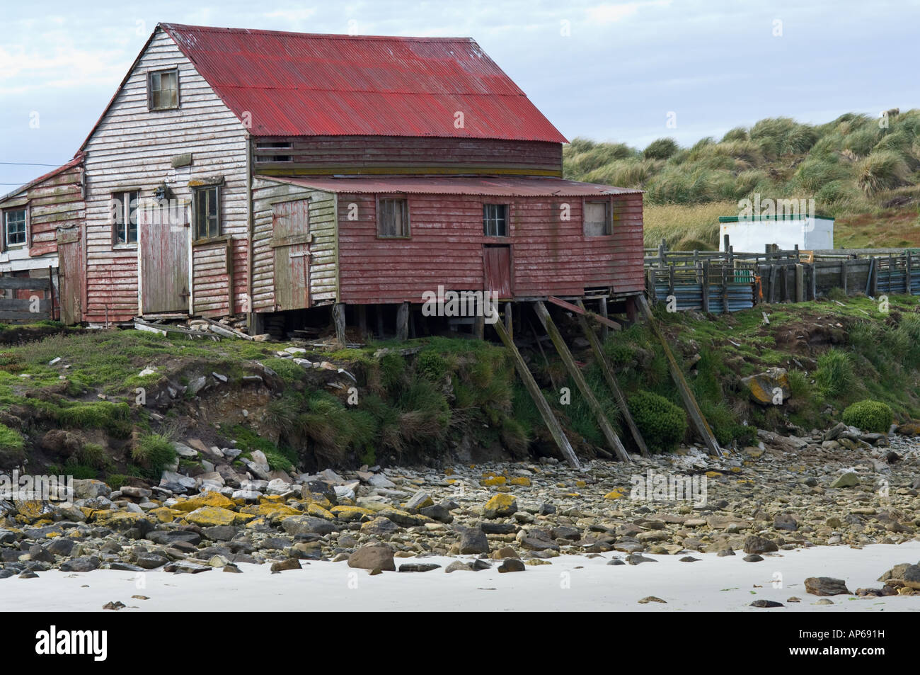 Dépendance con erba Tussac Poa flabellata sullo sfondo a riva di West Point Isola Falkland Sud Atlantico Decemb Foto Stock