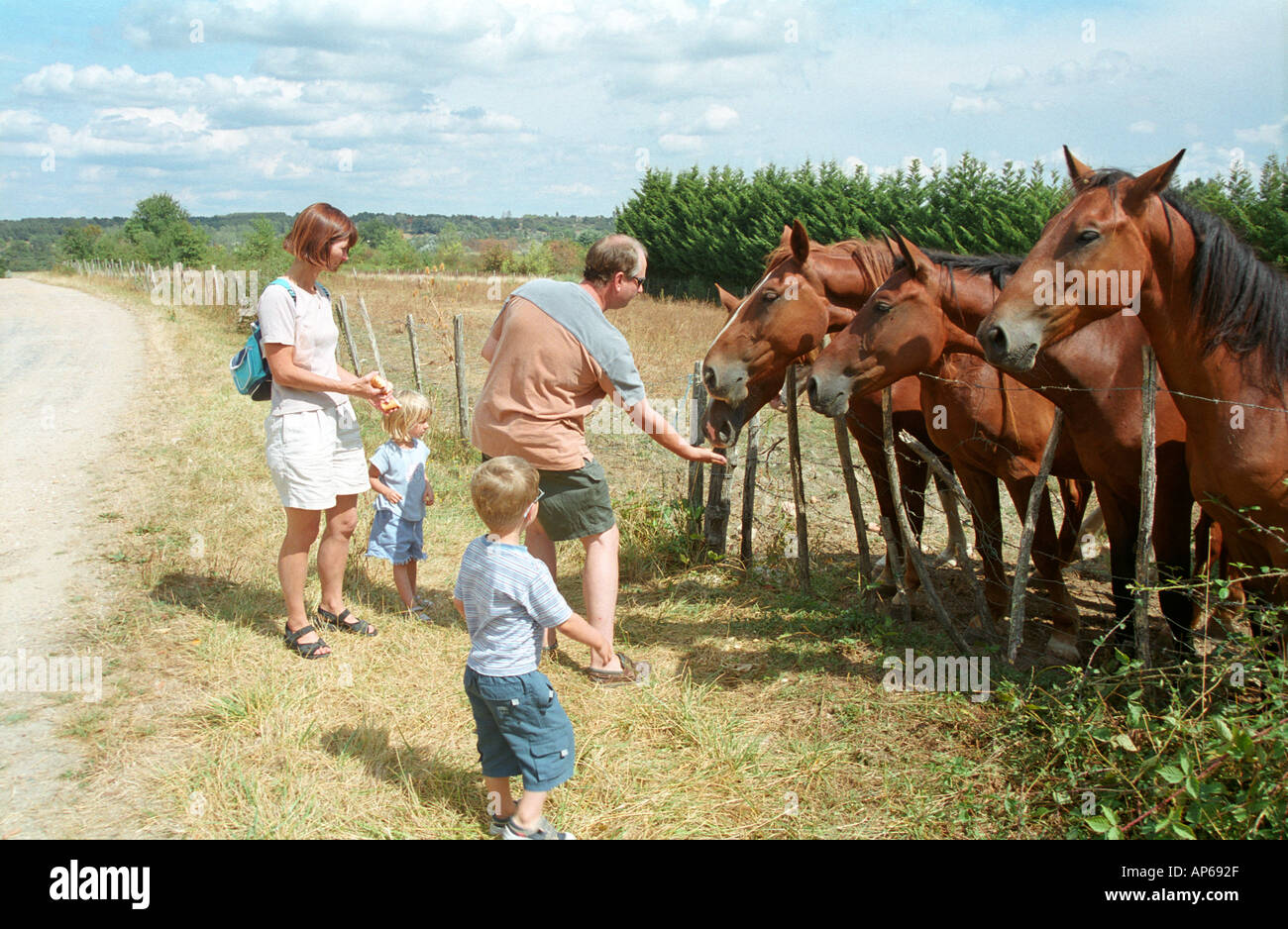 I cavalli di alimentazione nelle zone rurali la Sologne cher et Loire Francia Foto Stock
