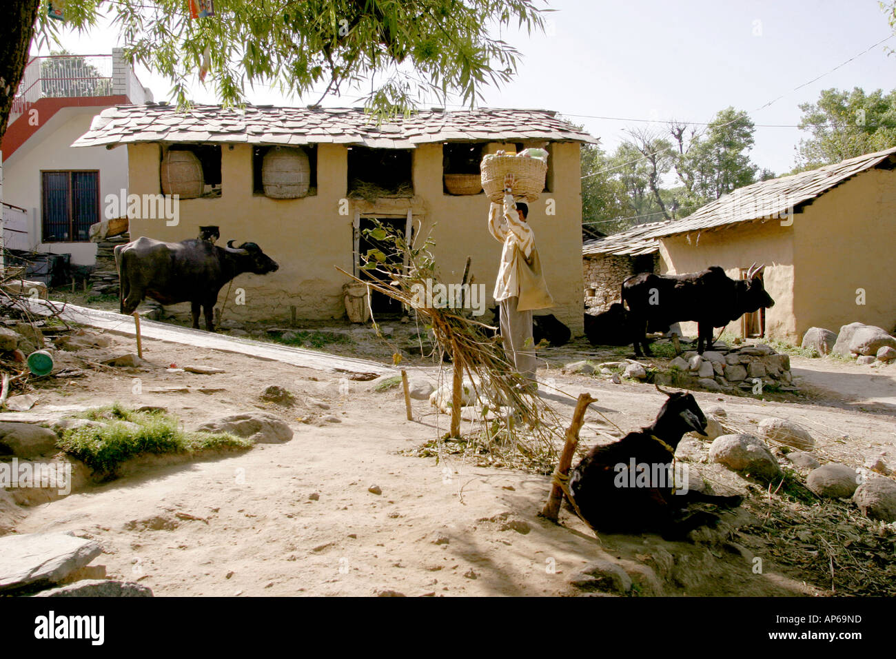 India Himachal Pradesh Sidhpur agricoltura uomo che porta il carico sulla testa attraverso aia Foto Stock