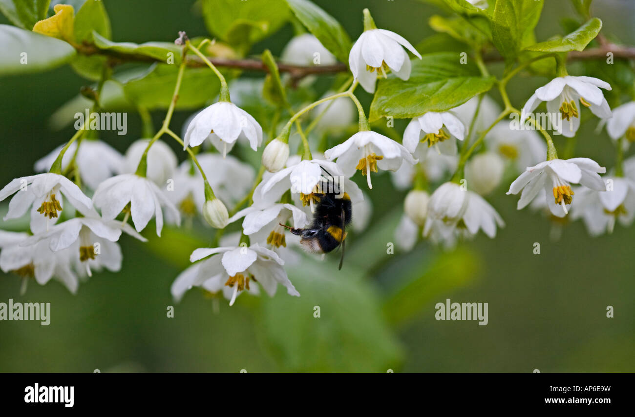 Sinojackia Xylocarpa e Bumble Bee Foto Stock