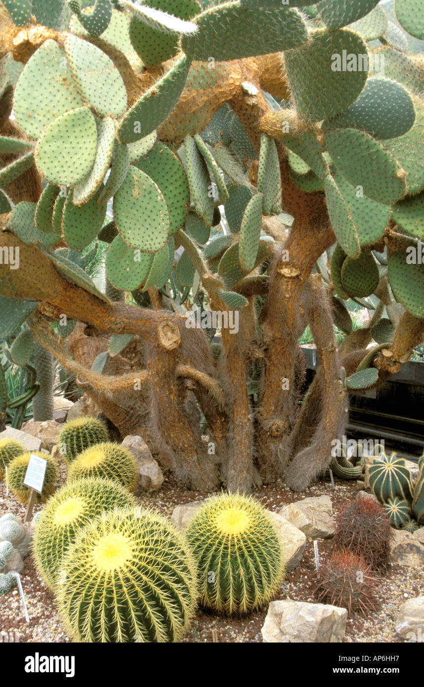 Nord America, USA, nello Stato di Washington, Seattle. Cactus a Volunteer Park Conservatory. Foto Stock