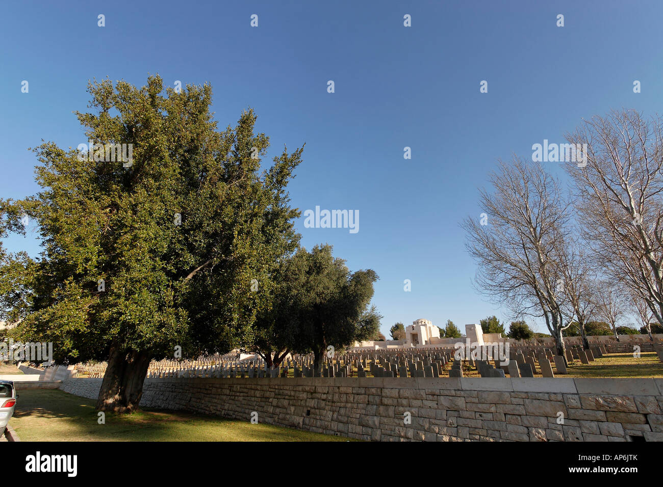 Israele Gerusalemme albero di alloro Laurus Nobilis dal British Cimitero di guerra sul Monte Scopus Foto Stock