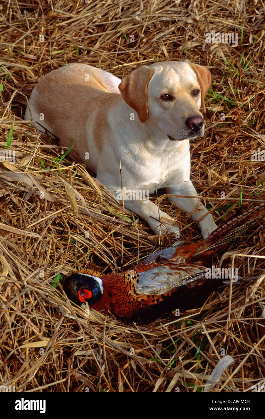 Il Labrador Retriever con anello di fagiano a collo alto Foto Stock