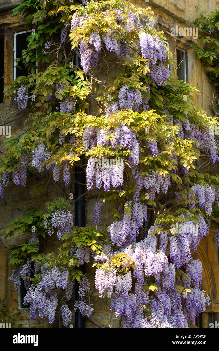 Il glicine viola un popolare pianta rampicante in qualsiasi giardino inglese  Foto stock - Alamy