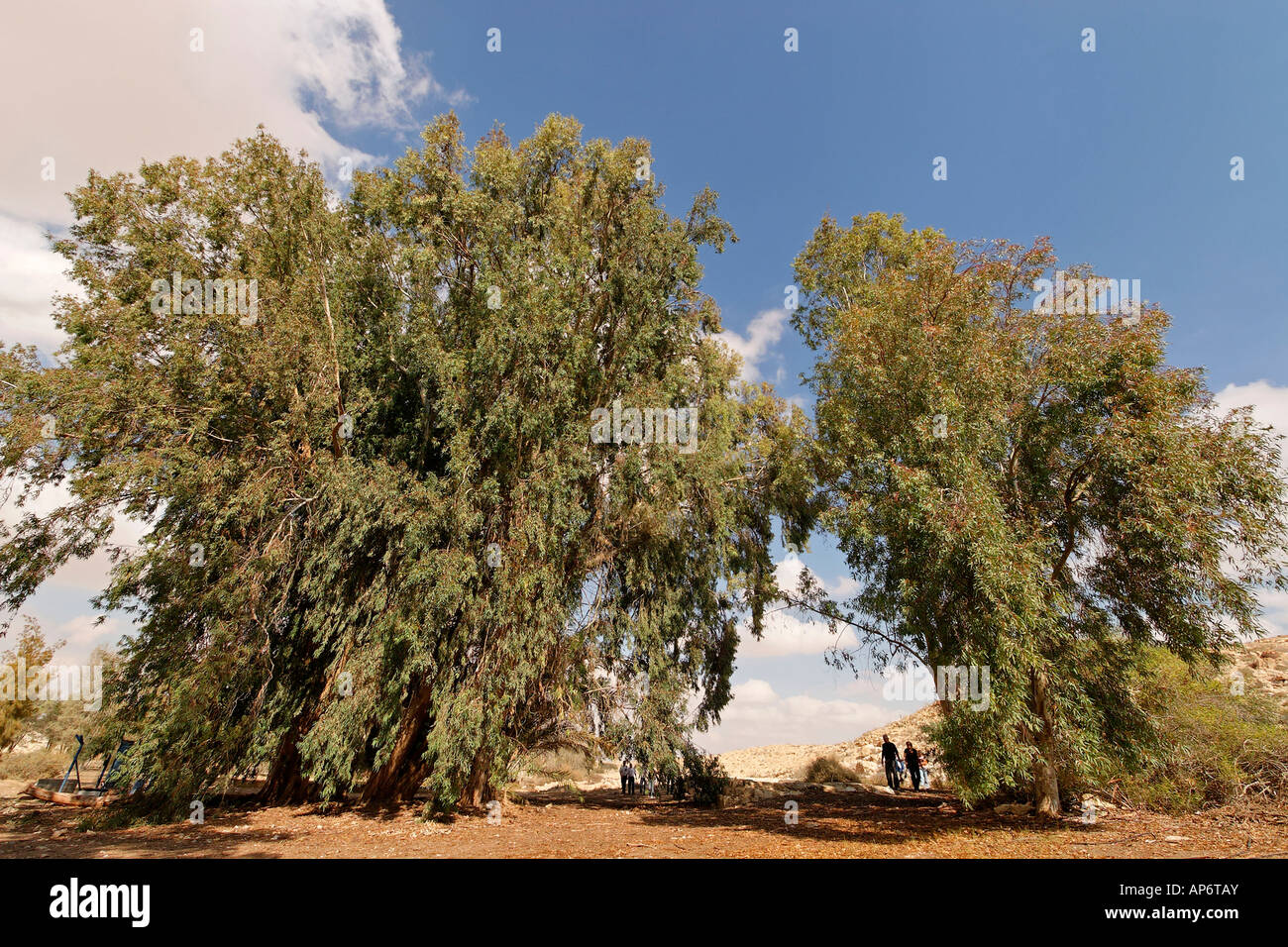 Israele deserto del Negev eucalipto in essere erotaim Foto Stock