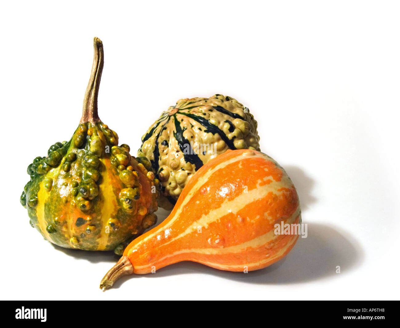 Zucca decorativa su sfondo bianco Foto Stock