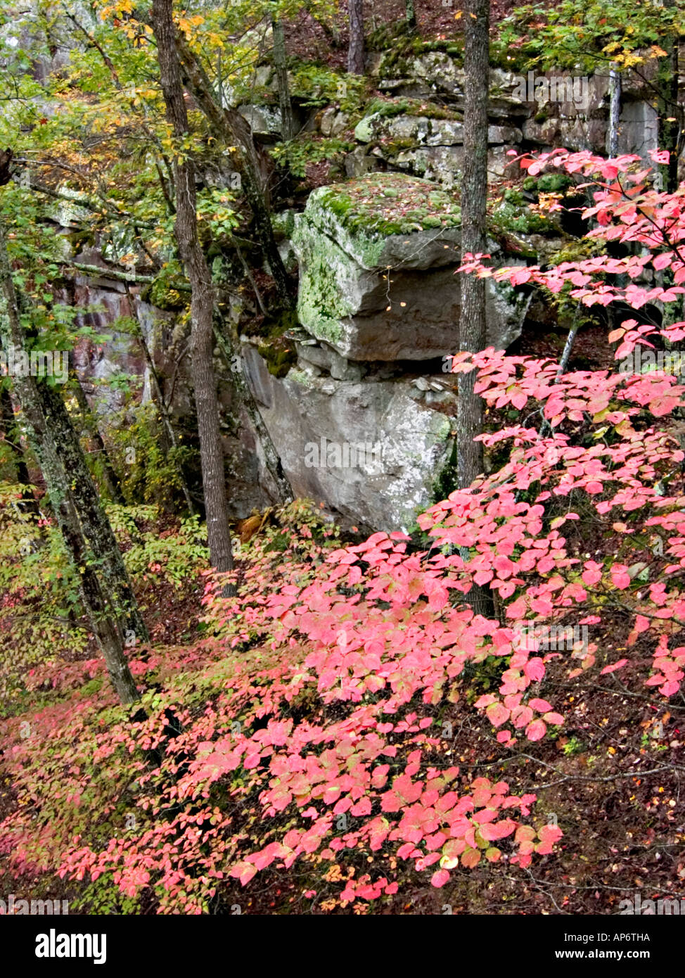 Moss rocce coperte circondato dal verde e da fogliame rosa Foto Stock