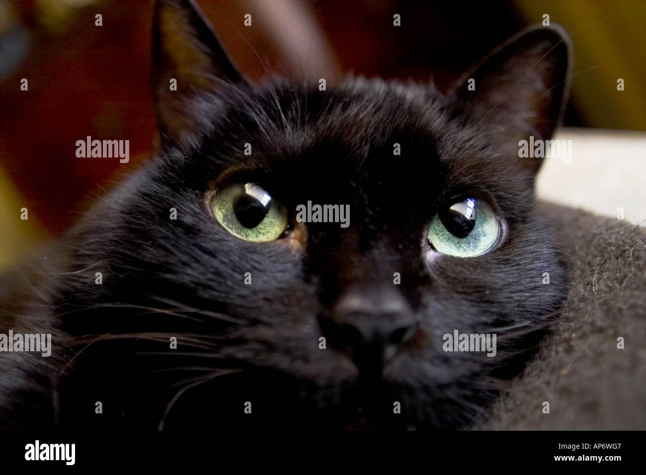 Gatto nero con gli occhi verdi Foto Stock