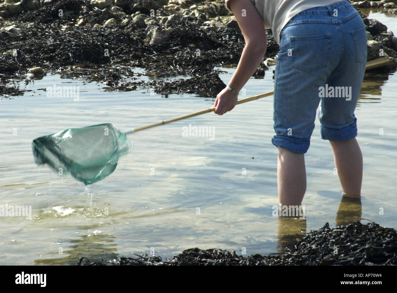 Rockpooling a bassa marea NORFOLK REGNO UNITO Settembre Foto Stock