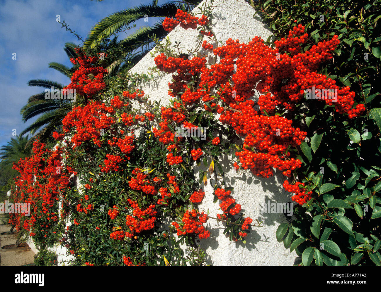 Pyracantha bacche Tucson in Arizona Foto Stock