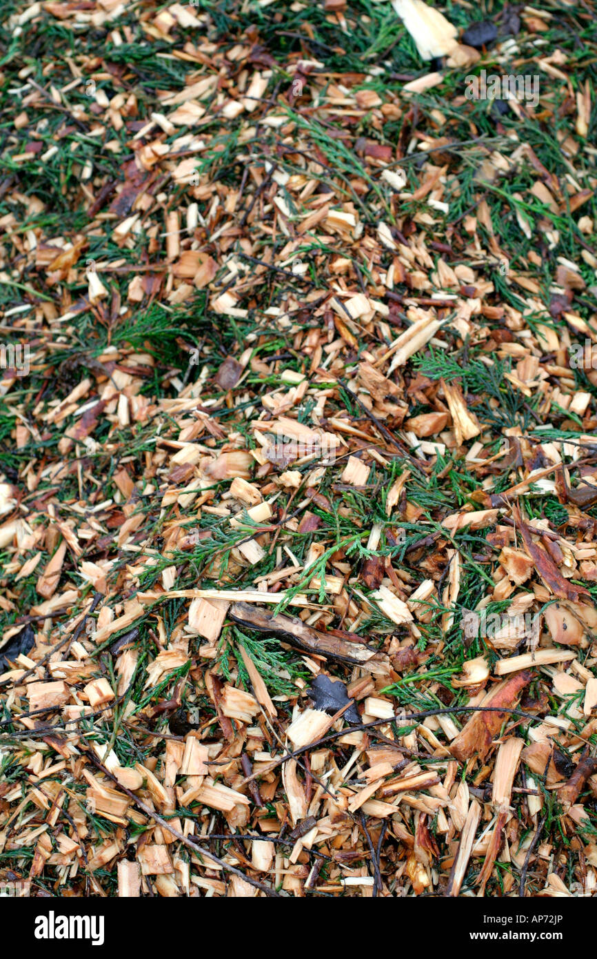 Scheggiati tree residui legnosi verrà utilizzata la pacciamatura sotto stabilito arbusti e intorno a piante erbacee Foto Stock