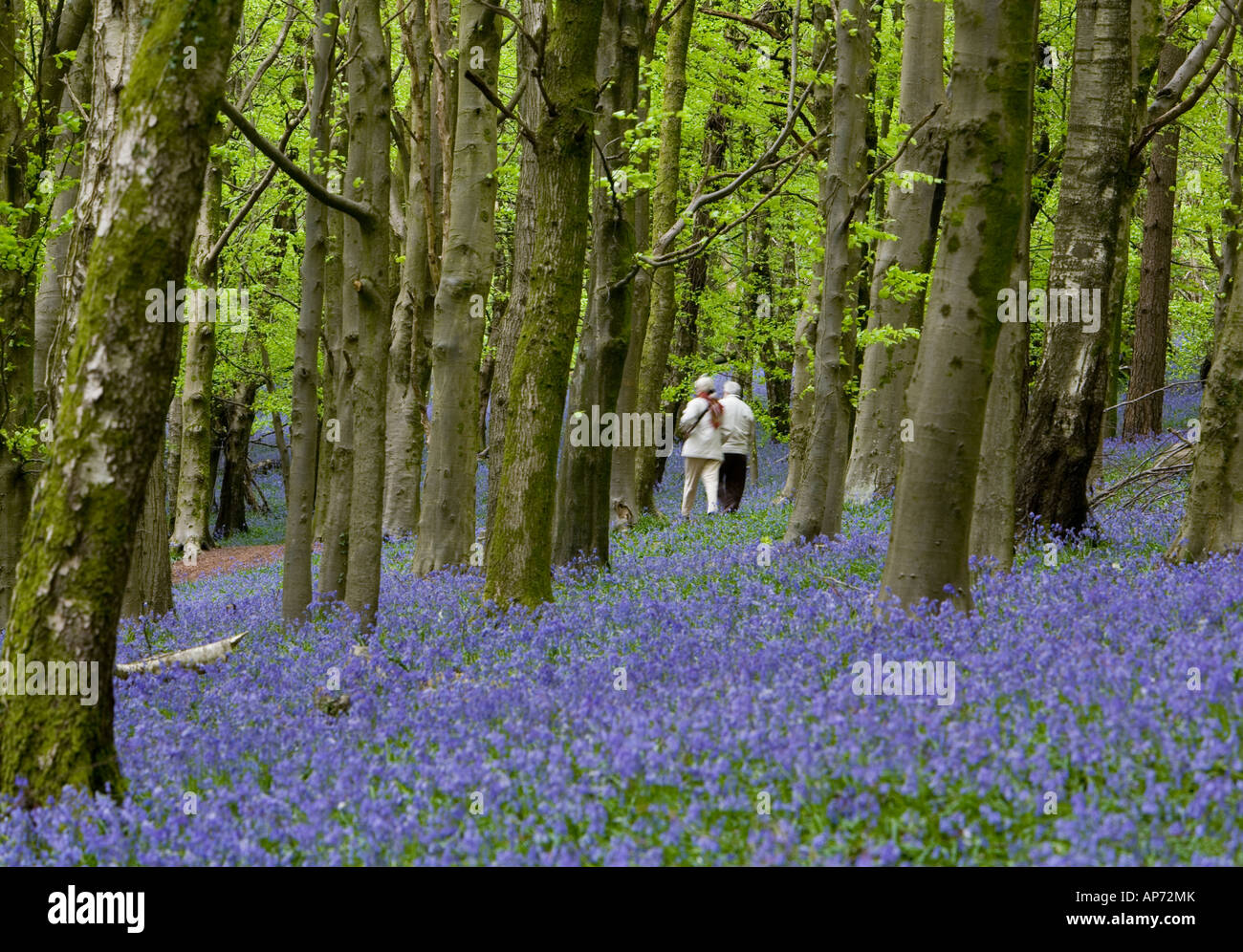 Coppia che cammina in un legno di faggio tappezzato con bluebells mostrare alberi con verde luminoso nuovo fogliame Foto Stock